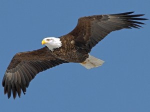bald_eagle_adult2
